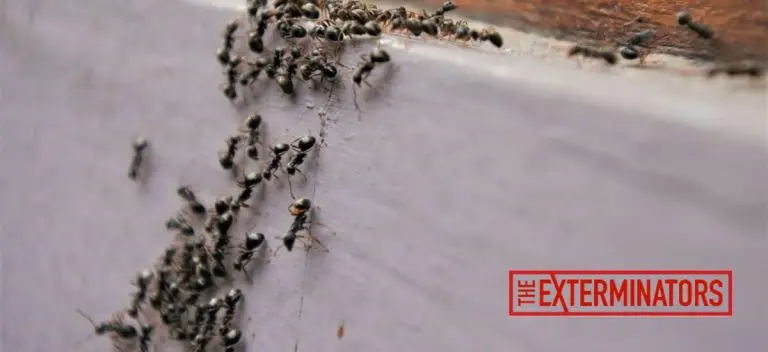 ant exterminator pest control port hope