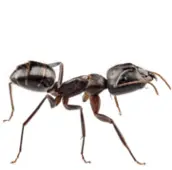 ant pest control port hope