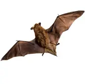 bat removal port hope