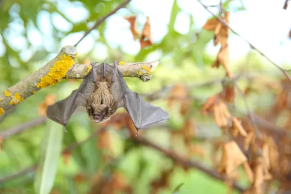 bat removal services port hope