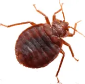 bed bug treatment port hope