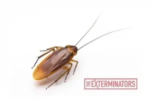 cockroach exterminator port hope