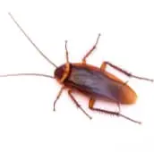cockroach exterminator porthope