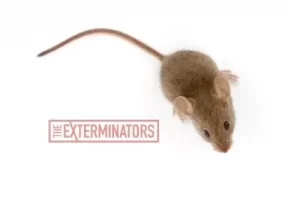 mice exterminator port hope