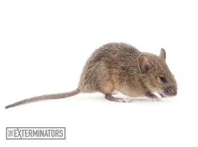 mice infestation port hope