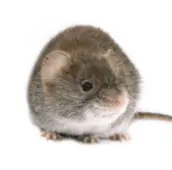 mouse exterminator port hope