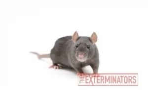 rat exterminator port hope