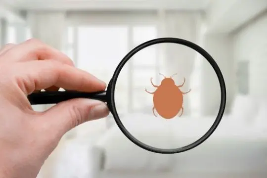 bed bug inspection port hope