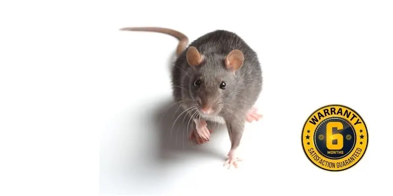 rat exterminator port hope