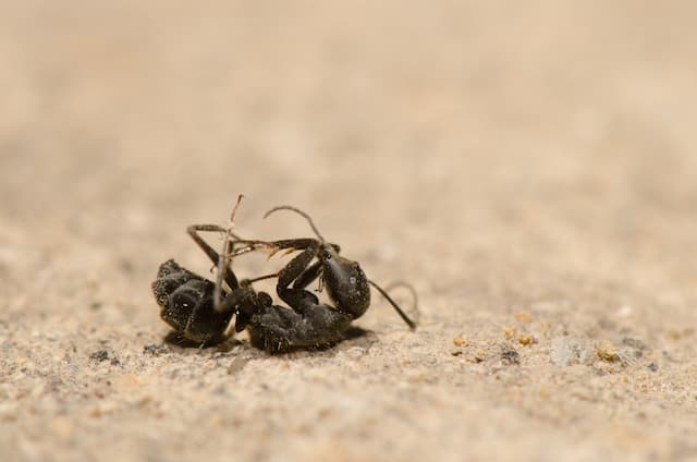 Ant icipate the Invasion How to Prepare Your Home for Ant Season