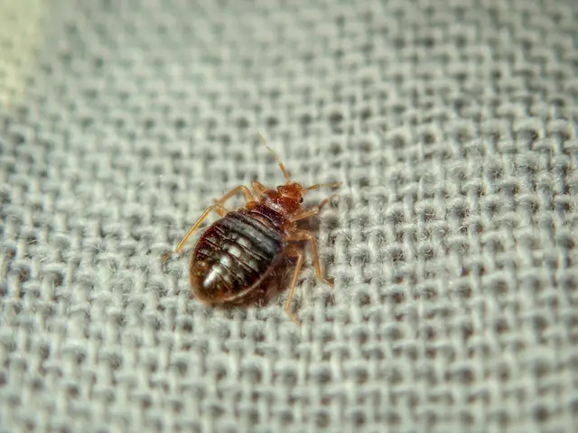 From DIY to Professional Extermination Choosing Right Bed Bug Treatment