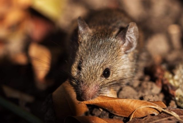 From Detection to Eviction Comprehensive Mouse Pest Control