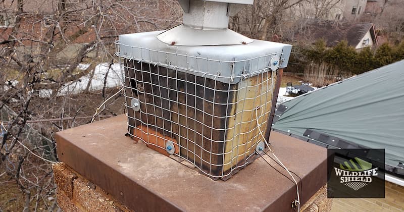 How to Keep Raccoons Out of Your Chimney