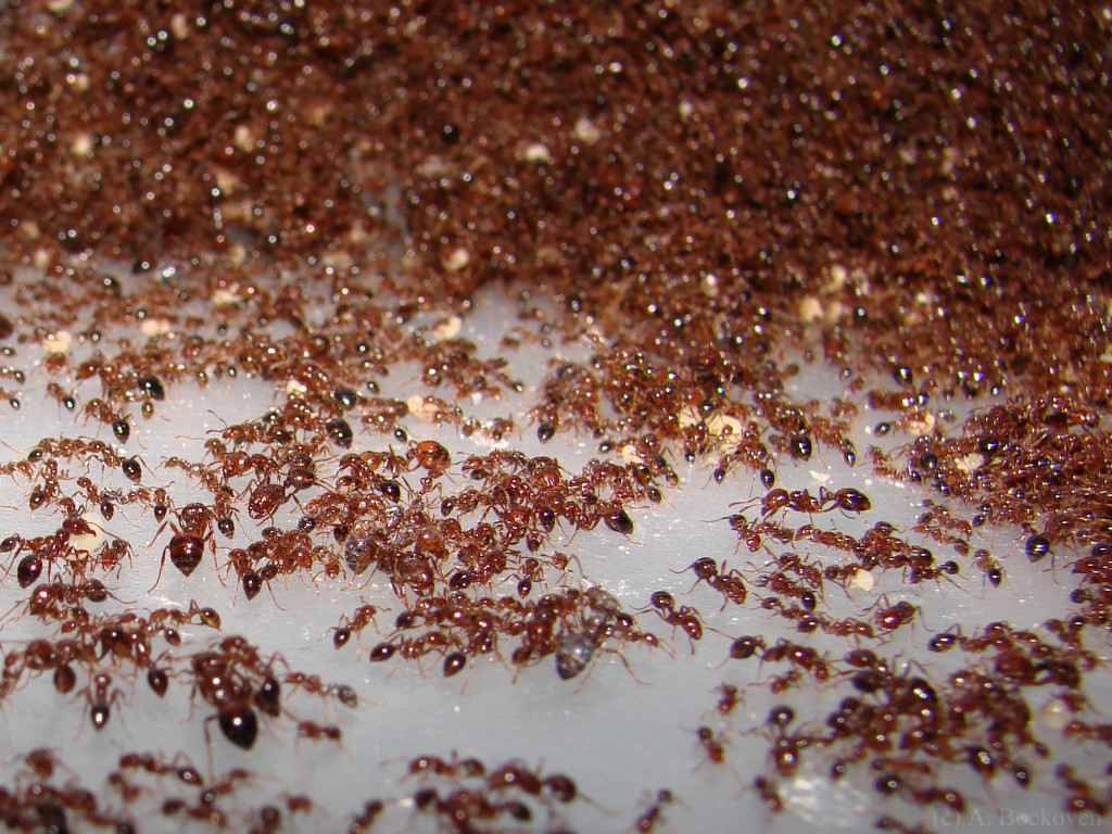 Living Ant Free Tips for a Pest Free Home Environment
