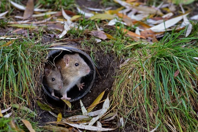 Mastering Rat Extermination The Role of Professional Pest Control