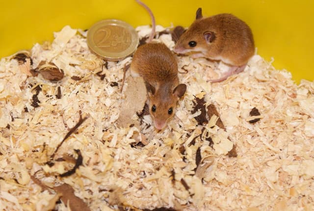 Mouse Moms and Babies Understanding House Mouse Reproduction Rates (2)