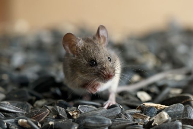 Mouse Myths Debunked What You Need to Know About House Mice