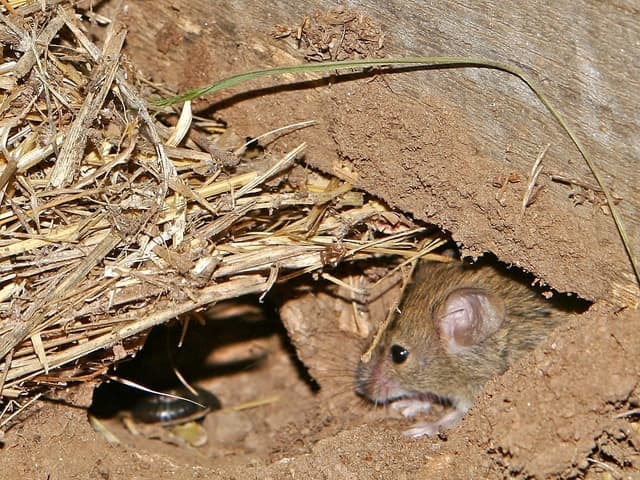 Nighttime Nuisances Exploring Nocturnal House Mouse Behavior