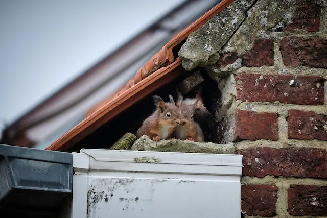 One Way Doors And Attic Vent Covers Attic Squirrel Removal Essentials