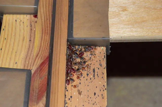 Protecting Your Peace Bed Bug Prevention While Traveling