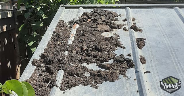 Raccoon Feces Removal and Safe Cleanup Methods