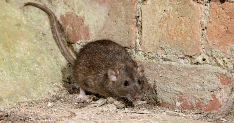 Rat vs. Mouse How to Tell the Difference and Why It Matters