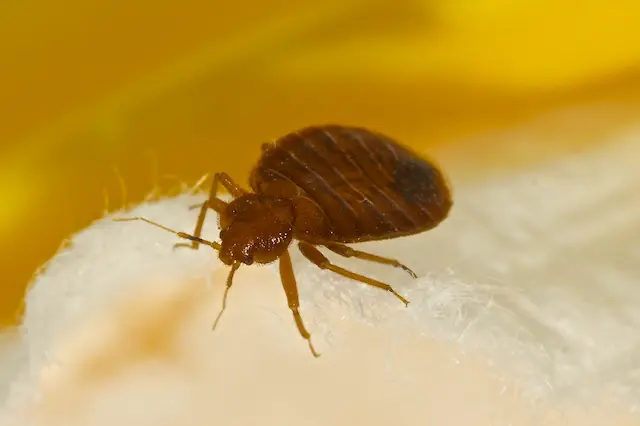 Say Goodbye to Bed Bugs Pros and Cons of Home Remedies