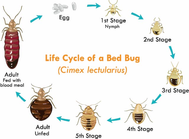 Silent Invaders Understanding Bed Bug Behavior and Prevention