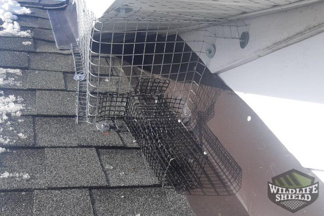 Squirrel Removal One Way Doors What's Best for Your Attic