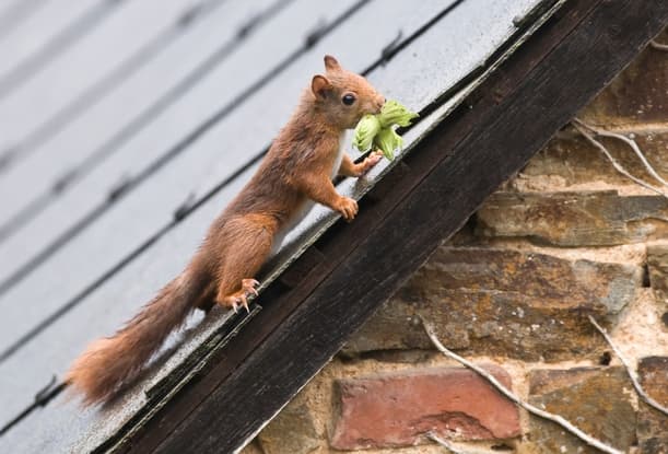 Squirrel Wars Battling the Invasion of Your Peaceful Attic