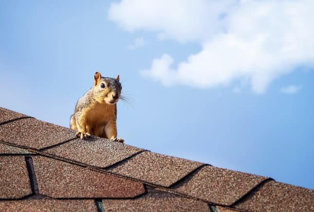 Surviving Squirrelgeddon Common Ways Squirrels Gett Into Attics