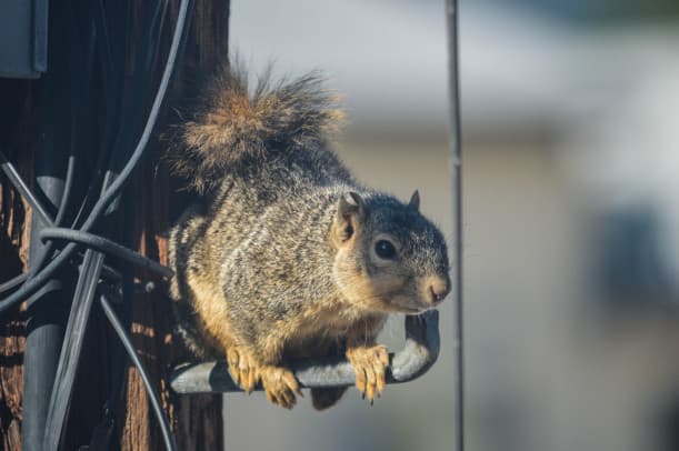 Wired for Trouble Protecting Your Attic Wiring from Squirrel Damage